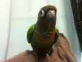 [Conure][ウロコインコ]