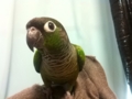 [Conure][ウロコインコ]