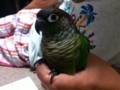 [Conure][ウロコインコ]