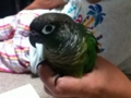 [Conure][ウロコインコ]