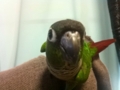 [Conure][ウロコインコ]
