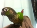 [Conure][ウロコインコ]