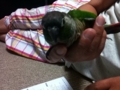 [Conure][ウロコインコ]