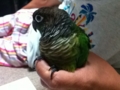 [Conure][ウロコインコ]