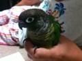 [Conure][ウロコインコ]