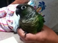 [Conure][ウロコインコ]