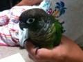 [Conure][ウロコインコ]