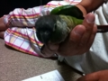 [Conure][ウロコインコ]