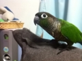 [Conure][ウロコインコ]