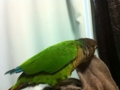 [Conure][ウロコインコ]