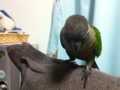 [Conure][ウロコインコ]