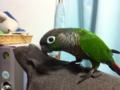 [Conure][ウロコインコ]