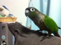 [Conure][ウロコインコ]