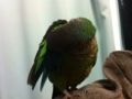 [Conure][ウロコインコ]