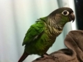 [Conure][ウロコインコ]