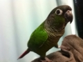 [Conure][ウロコインコ]
