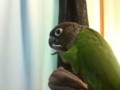 [Conure][ウロコインコ]