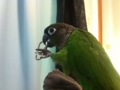 [Conure][ウロコインコ]