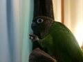 [Conure][ウロコインコ]