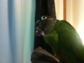 [Conure][ウロコインコ]
