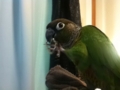 [Conure][ウロコインコ]