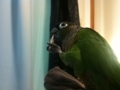 [Conure][ウロコインコ]