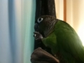 [Conure][ウロコインコ]