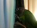 [Conure][ウロコインコ]