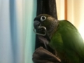 [Conure][ウロコインコ]
