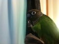 [Conure][ウロコインコ]