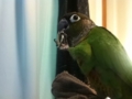 [Conure][ウロコインコ]