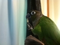 [Conure][ウロコインコ]