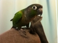[Conure][ウロコインコ]