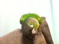 [Conure][ウロコインコ]