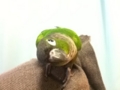 [Conure][ウロコインコ]