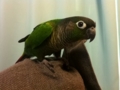 [Conure][ウロコインコ]
