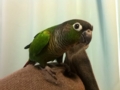 [Conure][ウロコインコ]