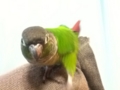 [Conure][ウロコインコ]