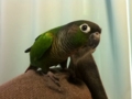 [Conure][ウロコインコ]