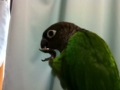 [Conure][ウロコインコ]