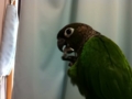 [Conure][ウロコインコ]