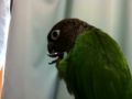 [Conure][ウロコインコ]