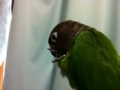 [Conure][ウロコインコ]