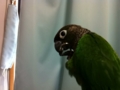 [Conure][ウロコインコ]