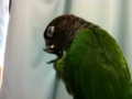 [Conure][ウロコインコ]