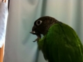 [Conure][ウロコインコ]