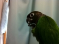[Conure][ウロコインコ]