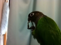 [Conure][ウロコインコ]