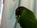 [Conure][ウロコインコ]