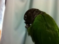 [Conure][ウロコインコ]